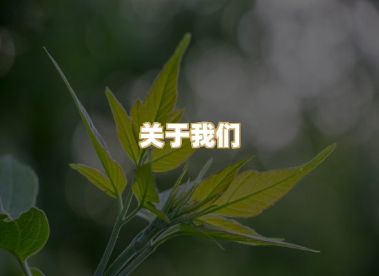 关于我们